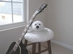 white seal on stool with guitar